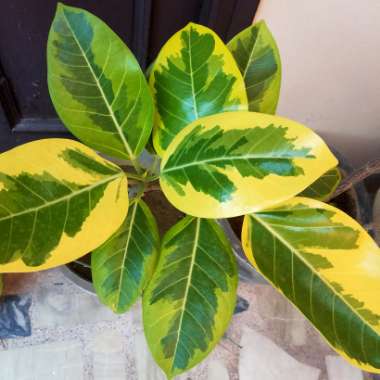 Ficus altissima 'Variegata'