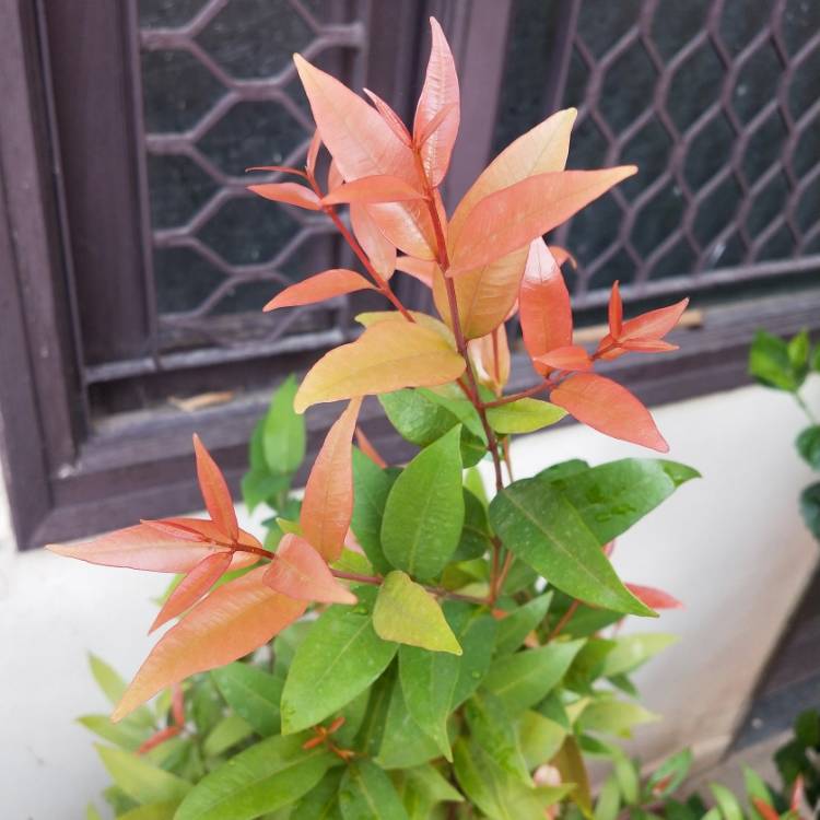 plant image 1288624 plant image 1288624