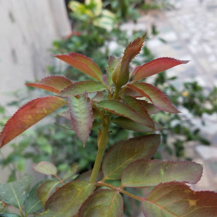 plant image 1294658 plant image 1294658
