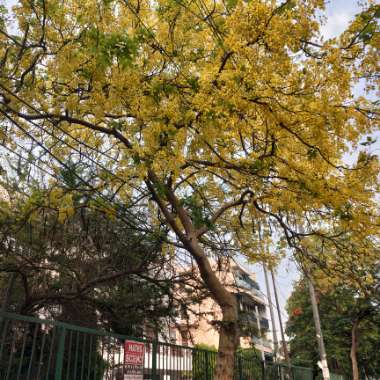 Cassia Fistula