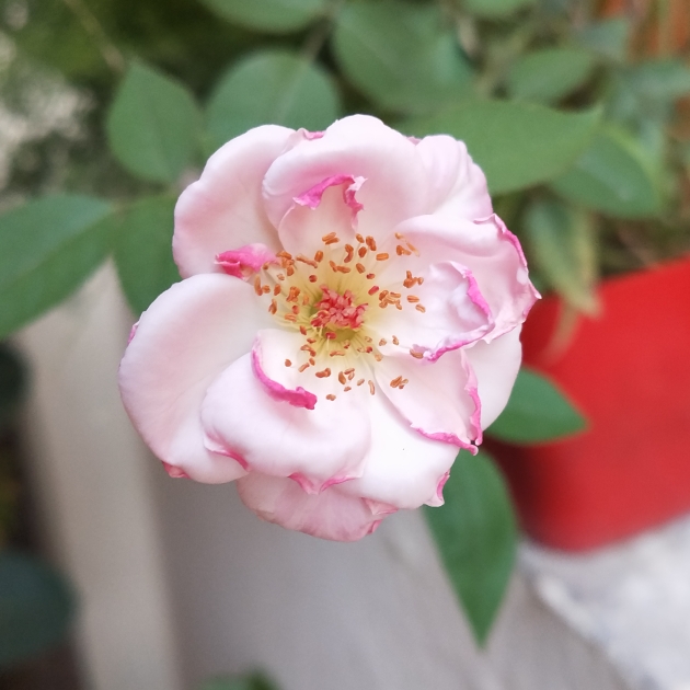 plant image 1303315