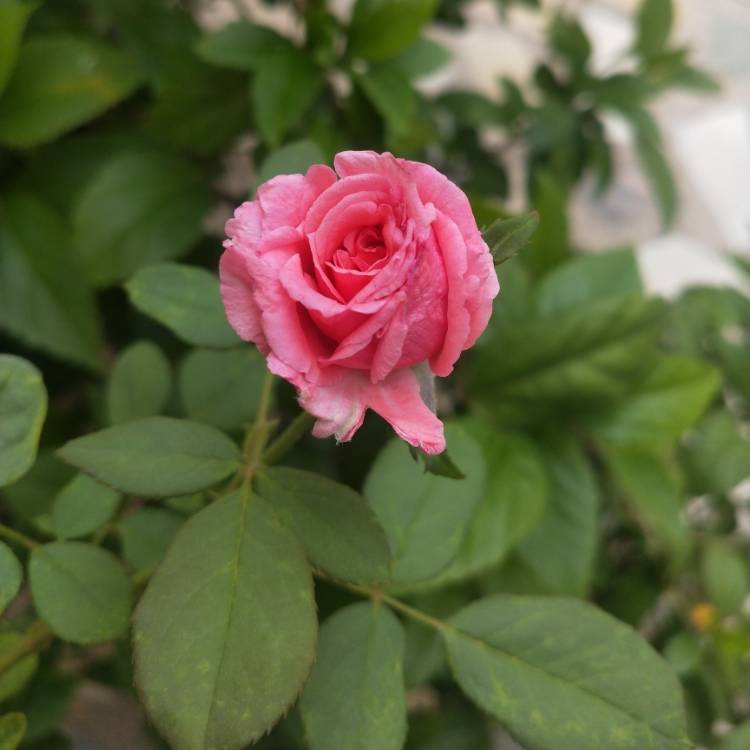 Plant image Rosa 'Pink Tiara'