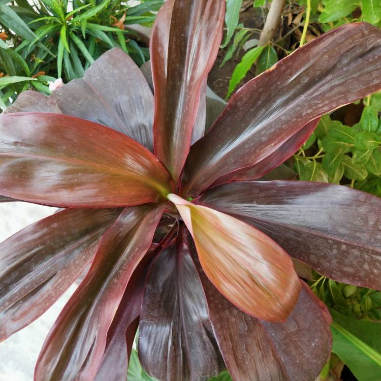 plant image 1336476 plant image 1336476
