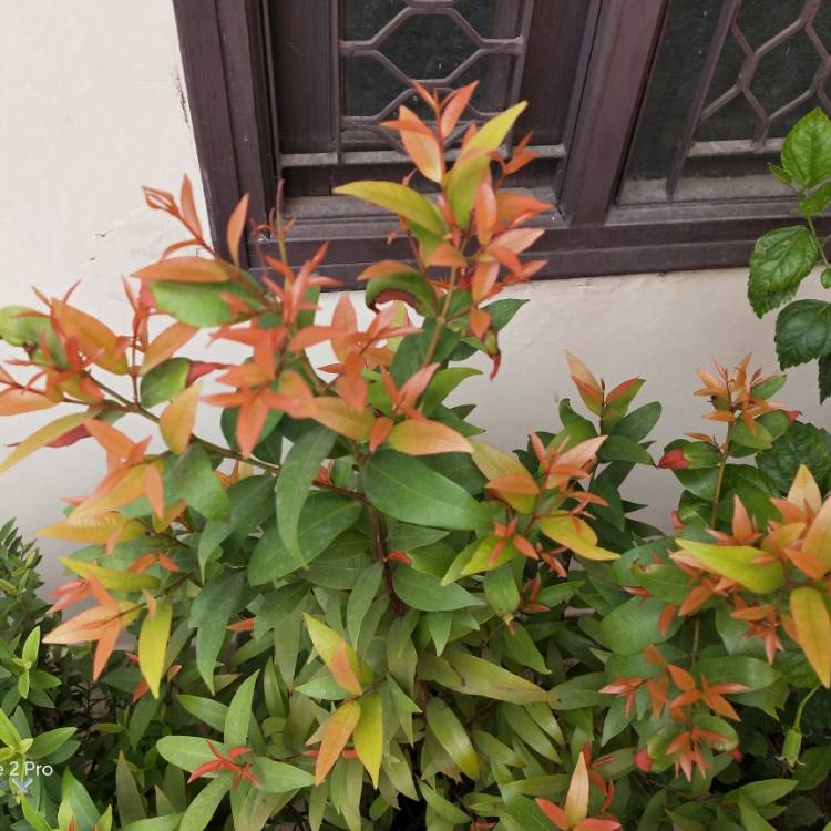 plant image 1341795 plant image 1341795