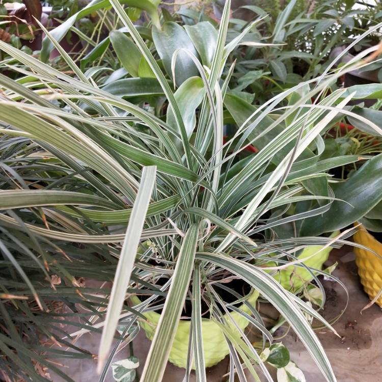 plant image 1343232