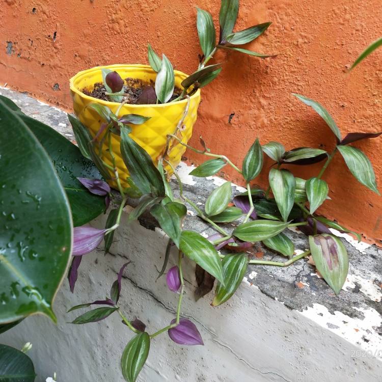 plant image 1358527 plant image 1358527