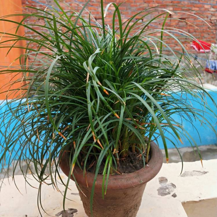 plant image 1358536 plant image 1358536