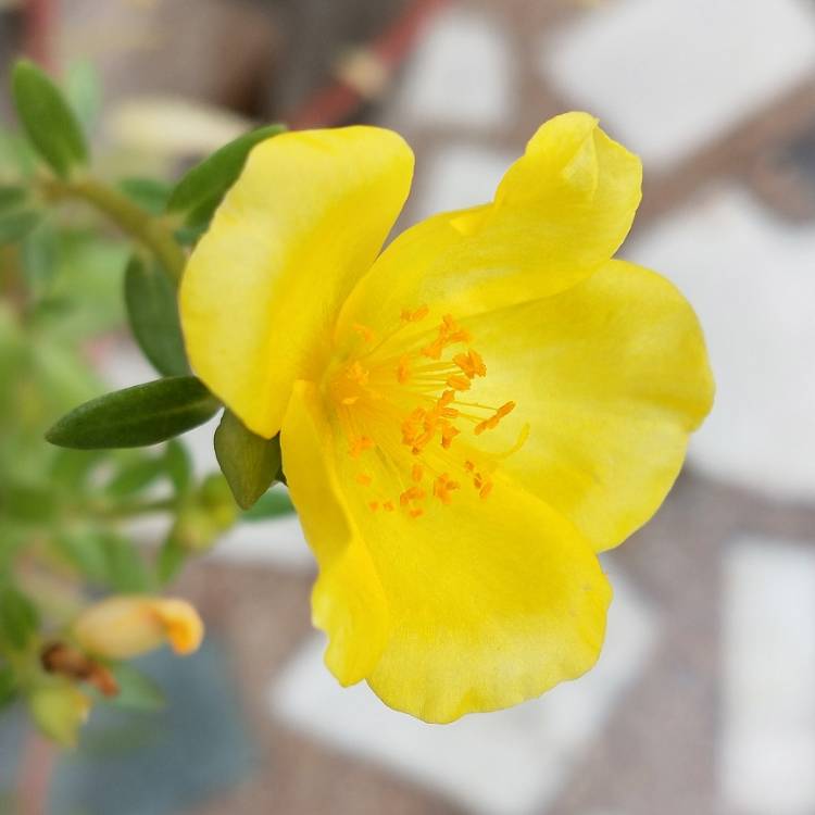 plant image 1358543 plant image 1358543