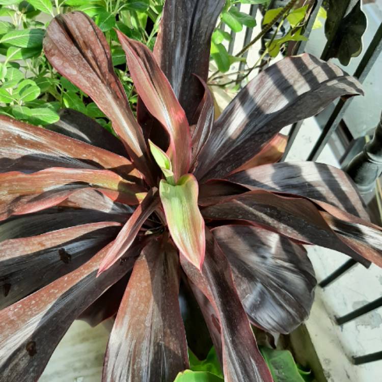 plant image 1364540 plant image 1364540
