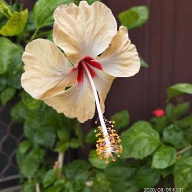 Hibiscus rosa-sinensis