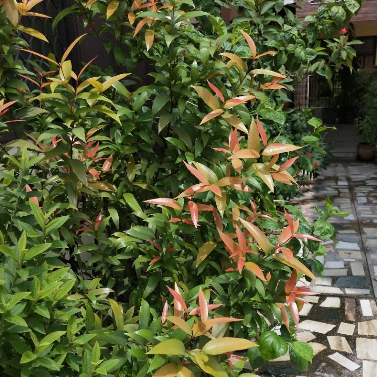 plant image 1375356 plant image 1375356