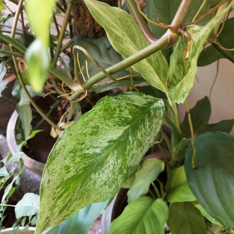 Plant image Spathiphyllum clevelandii