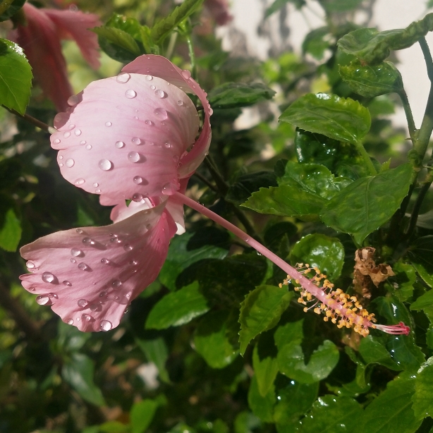 plant image 1378853