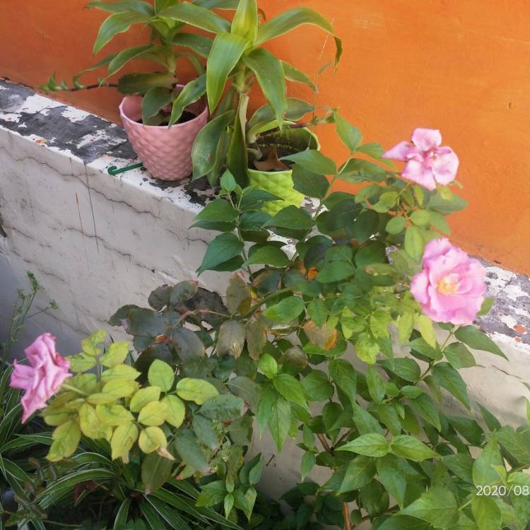 plant image 1378854 plant image 1378854