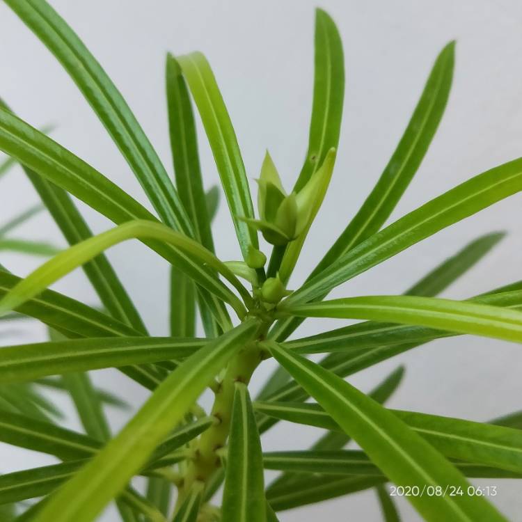 plant image 1380125 plant image 1380125