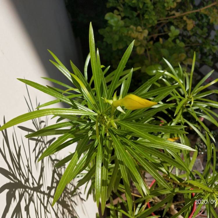 plant image 1384075 plant image 1384075
