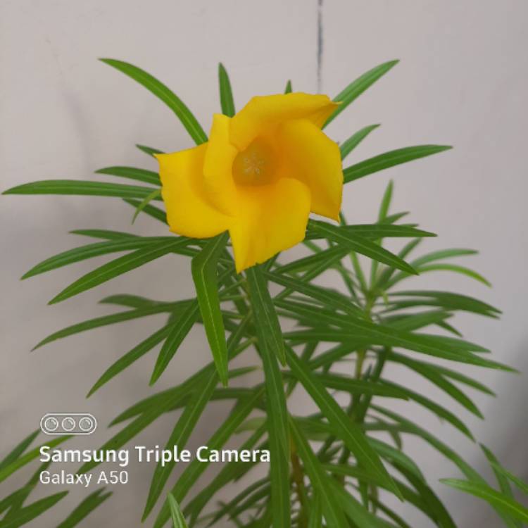 plant image 1384596 plant image 1384596