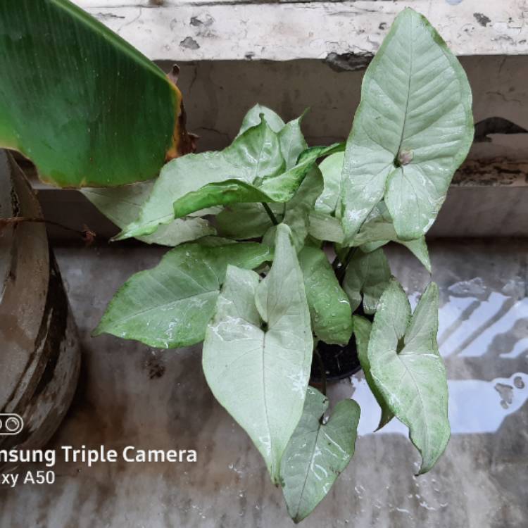 plant image 1384600
