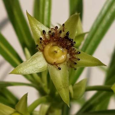 Cascabela thevetia syn. Cascabela peruviana, Thevetia peruviana