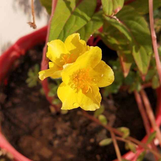 plant image 1400708 plant image 1400708