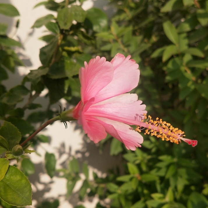 plant image 1405952