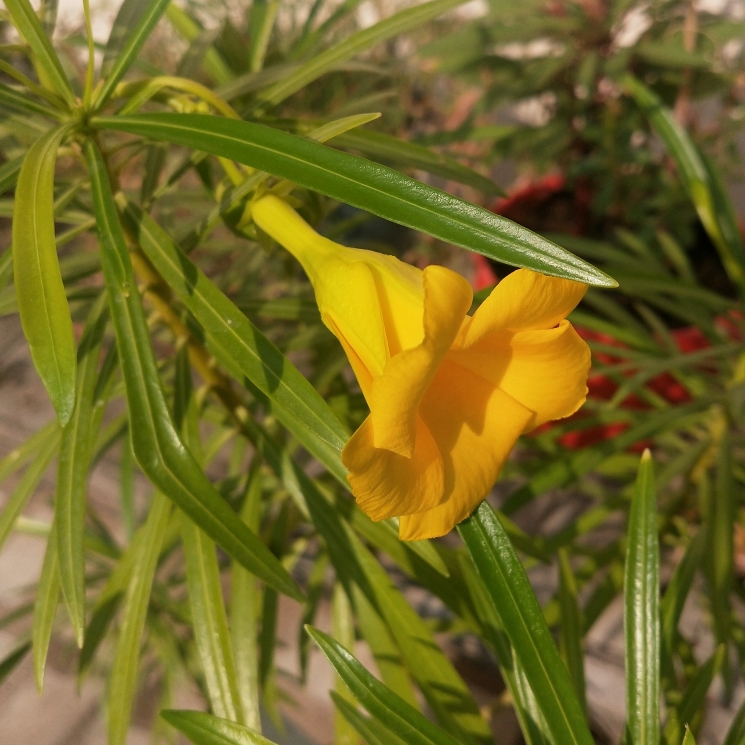 plant image 1405954 plant image 1405954