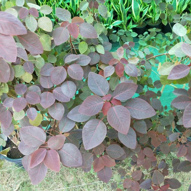 Plant image Euphorbia cotinifolia