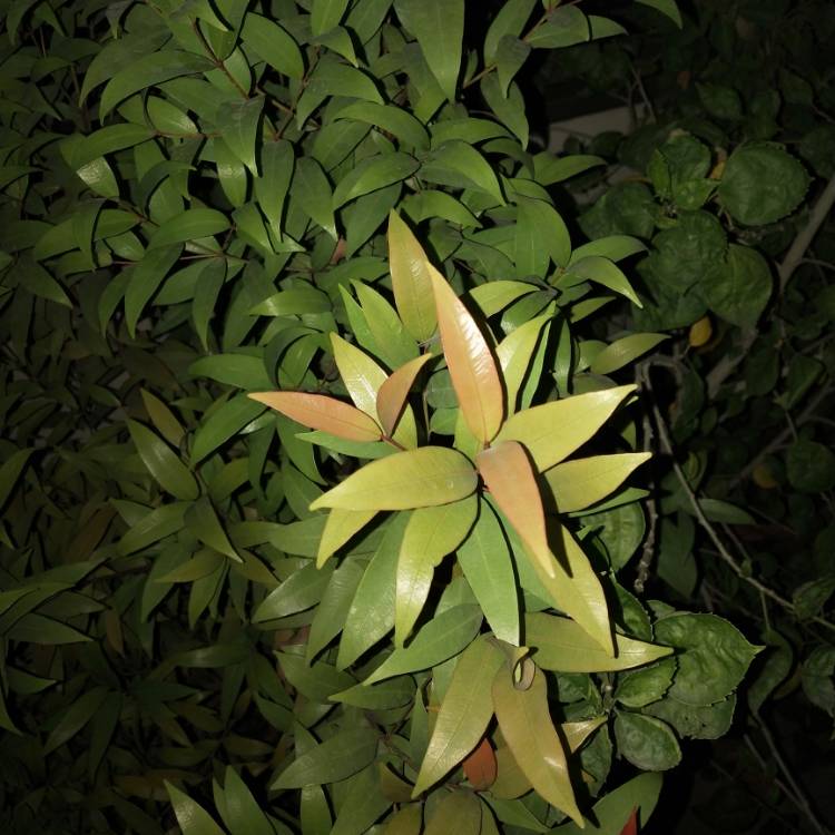 plant image 1407217 plant image 1407217