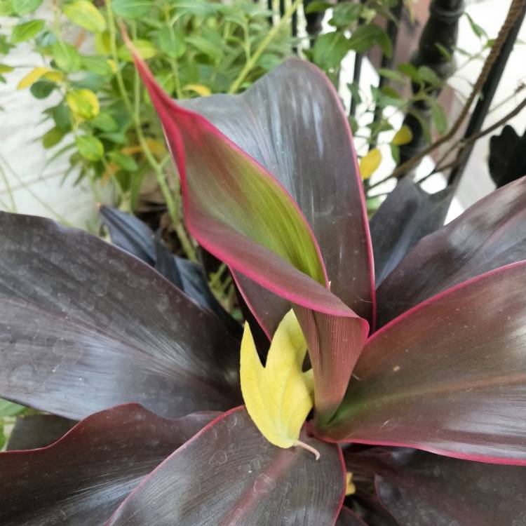 Plant image Cordyline fruticosa 'Red Tips'