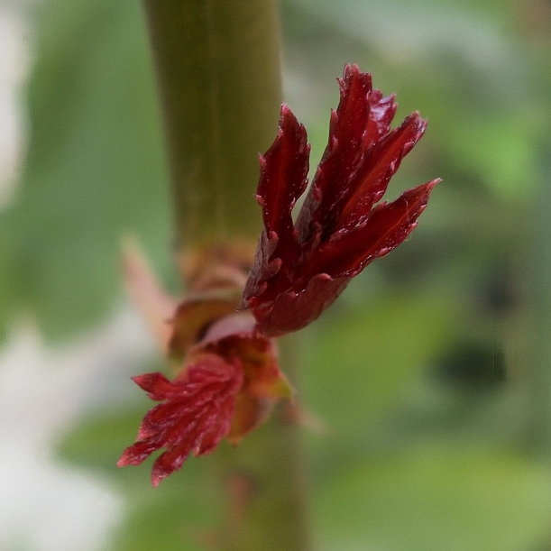 plant image 1412777 plant image 1412777