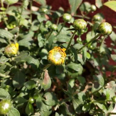 Chrysanthemum