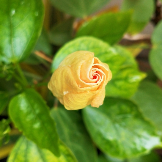 plant image 1414871 plant image 1414871