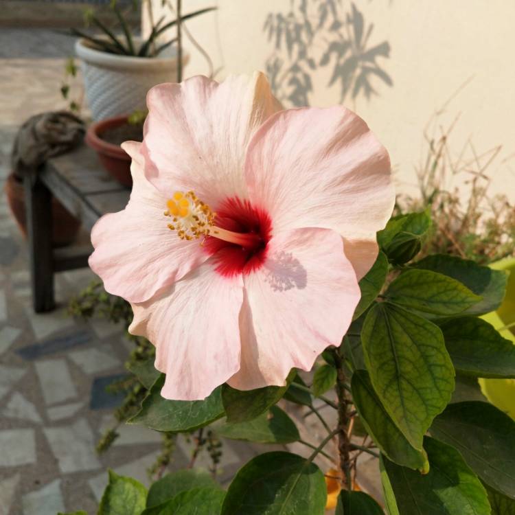 plant image 1417180 plant image 1417180