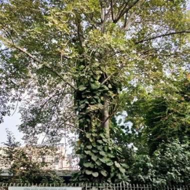 Epipremnum aureum  syn. Epipremnum pinnatum 'Aureum', Scindapsus aureus, Pothos aureus, Rhaphidophora aurea