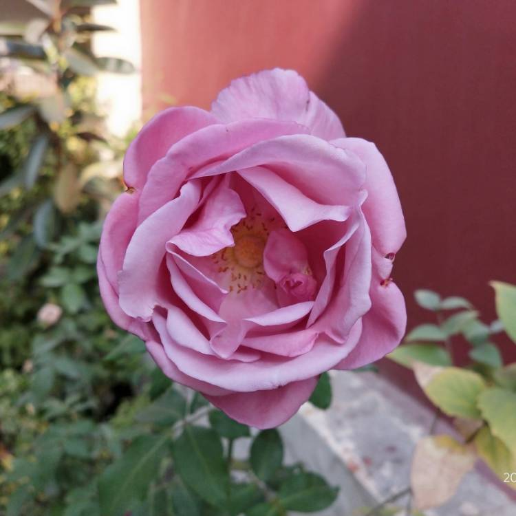 plant image 1428155 plant image 1428155