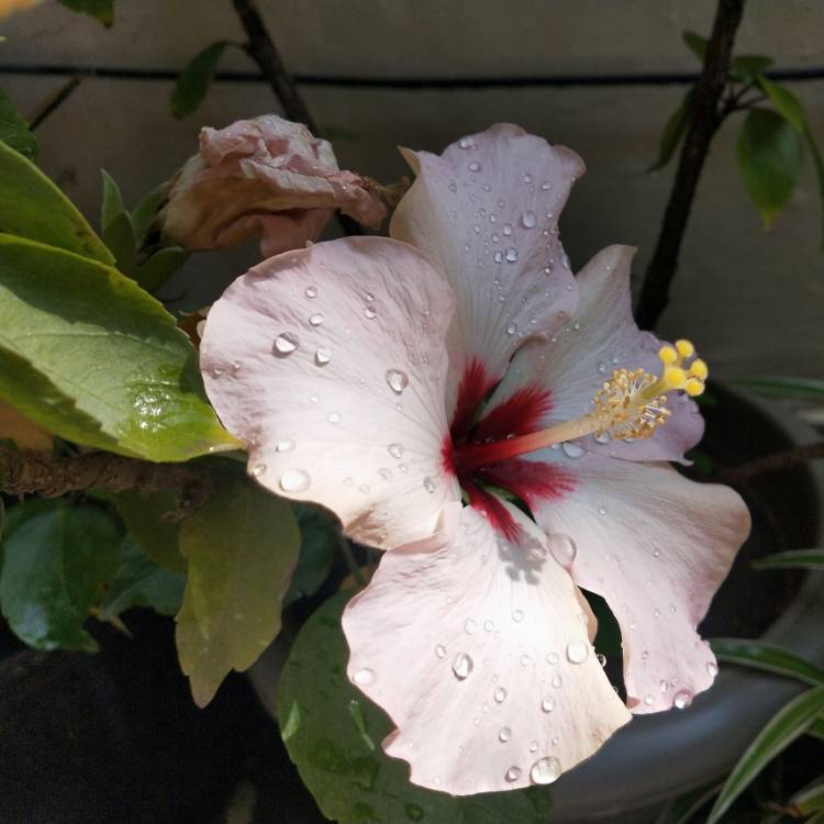 plant image 1442593 plant image 1442593