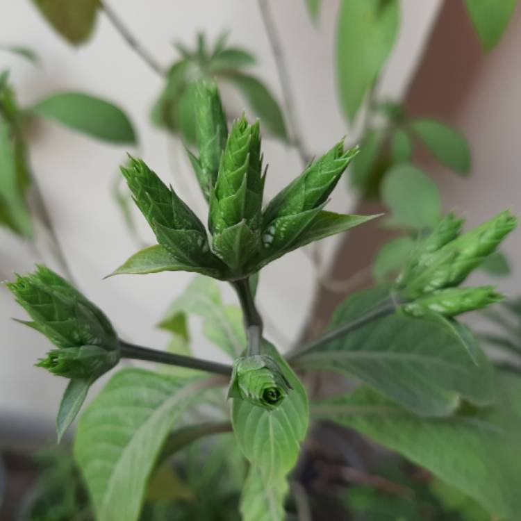 plant image 1443527 plant image 1443527