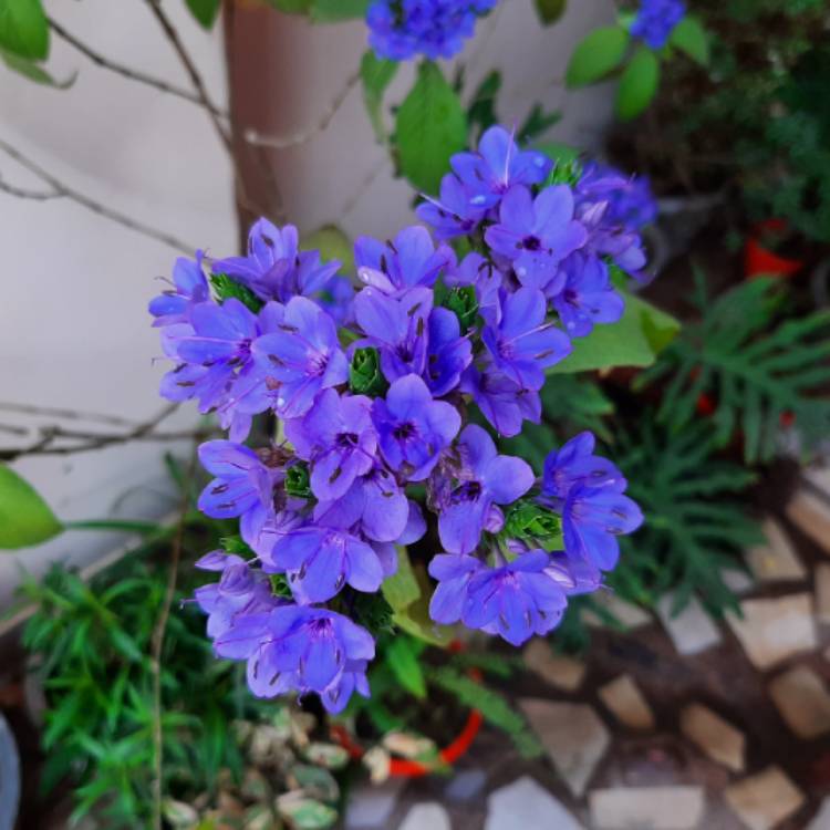 plant image 1446806 plant image 1446806