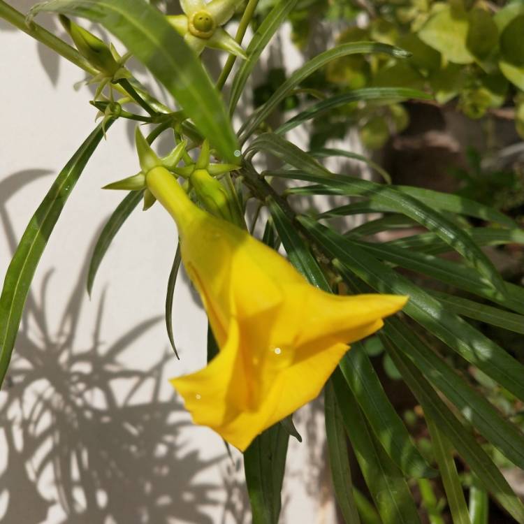 plant image 1452160 plant image 1452160