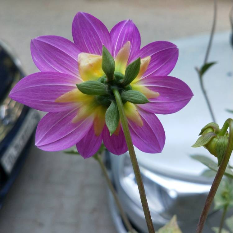 Plant image Dahlia 'Bright Eyes'