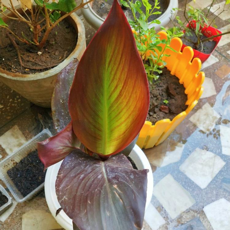 plant image 1458951 plant image 1458951