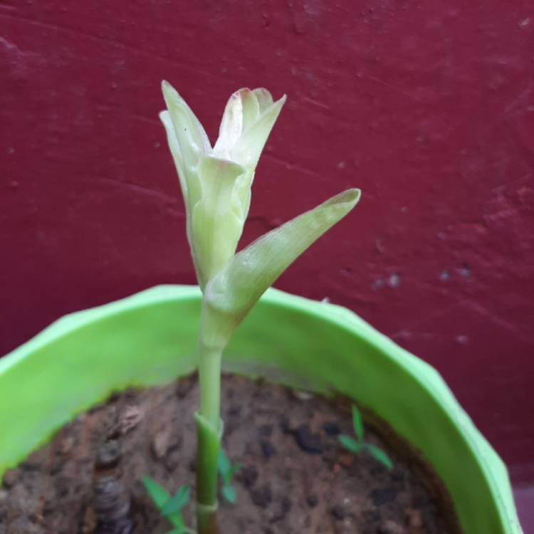 plant image 1459912