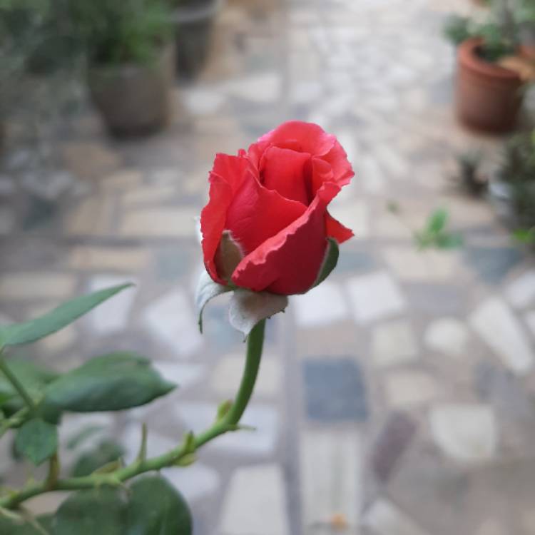 plant image 1460322