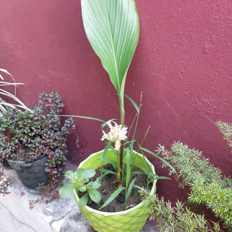 plant image 1469888