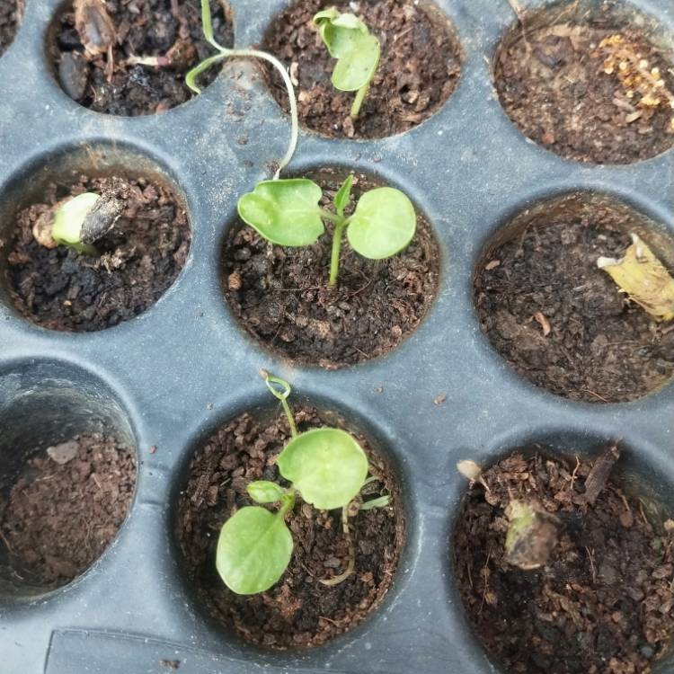 plant image 1471060
