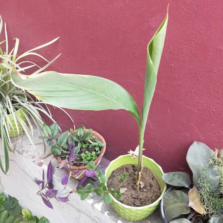 plant image 1473719