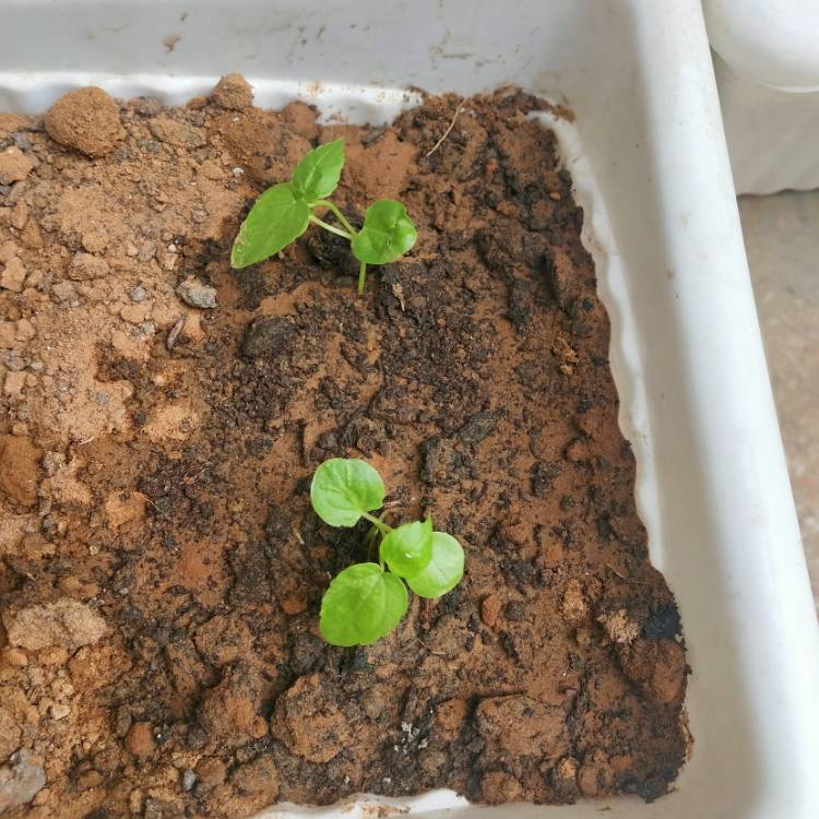plant image 1474508