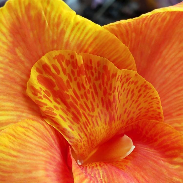 plant image 1475740 plant image 1475740