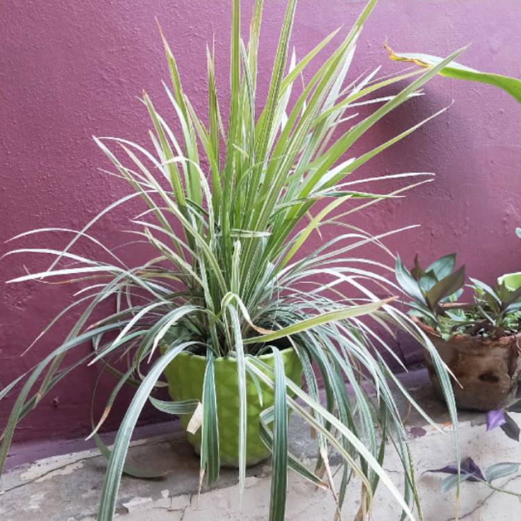 plant image 1478723