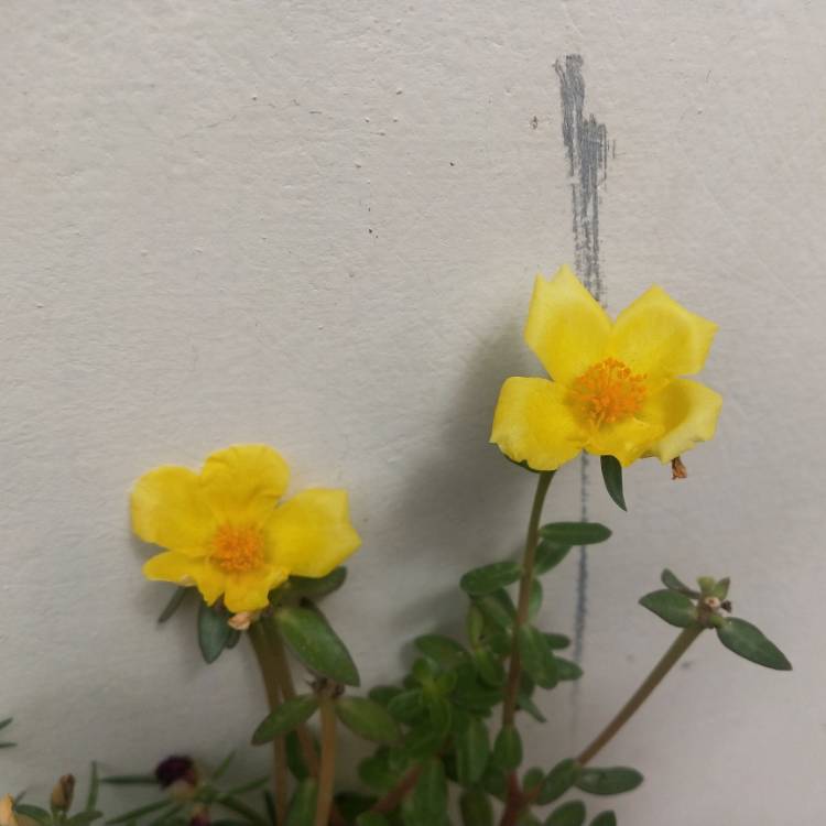 plant image 1479153 plant image 1479153